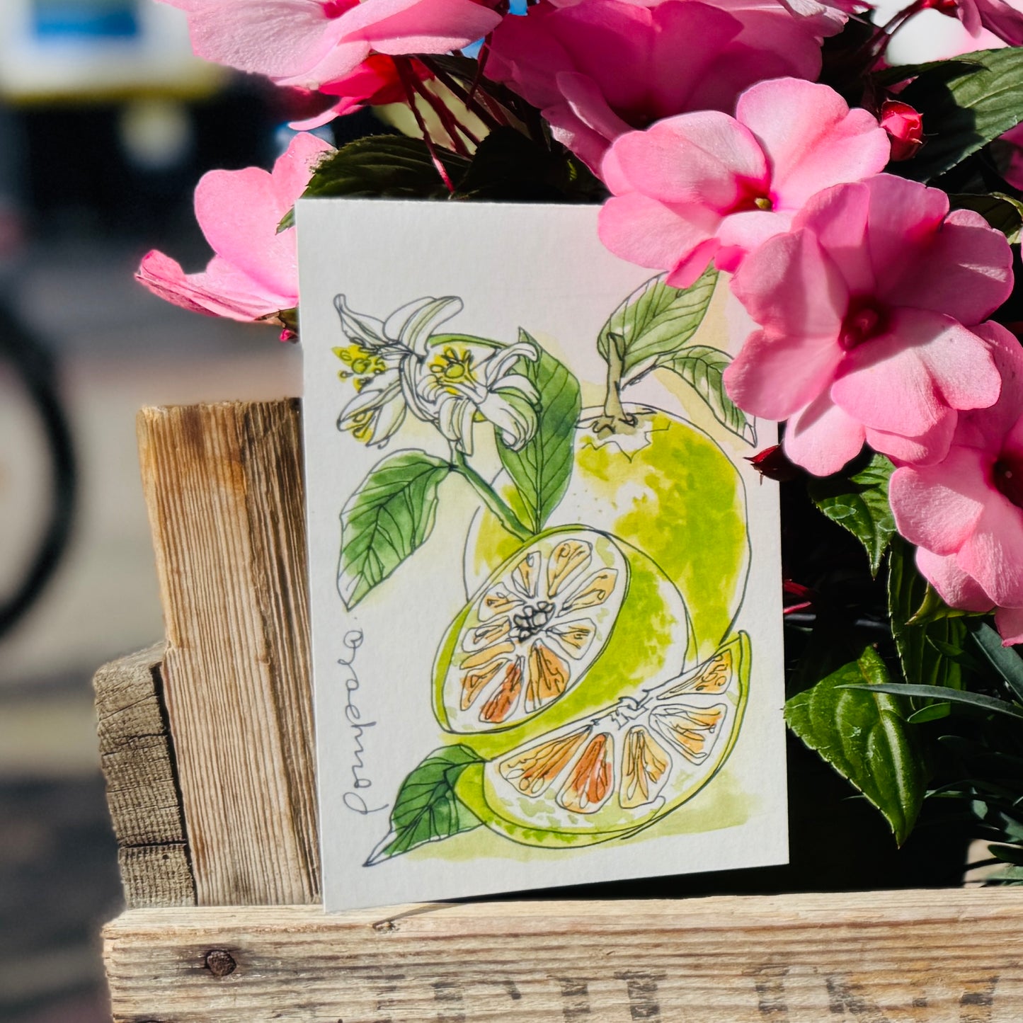 XL Postkarte Pomelo