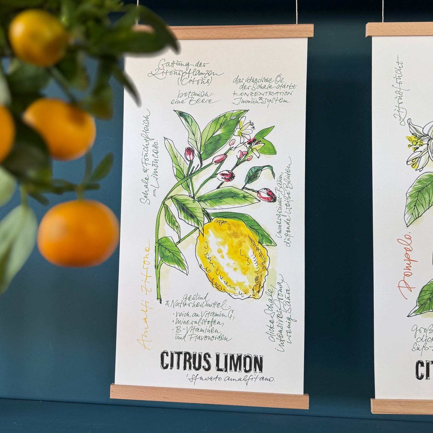 Citrus De Luxe »Amalfi Zitrone«
