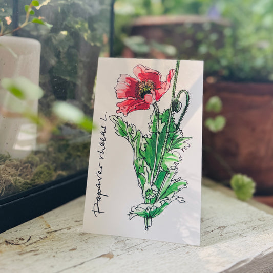 Klappkarte »Klatschmohn«