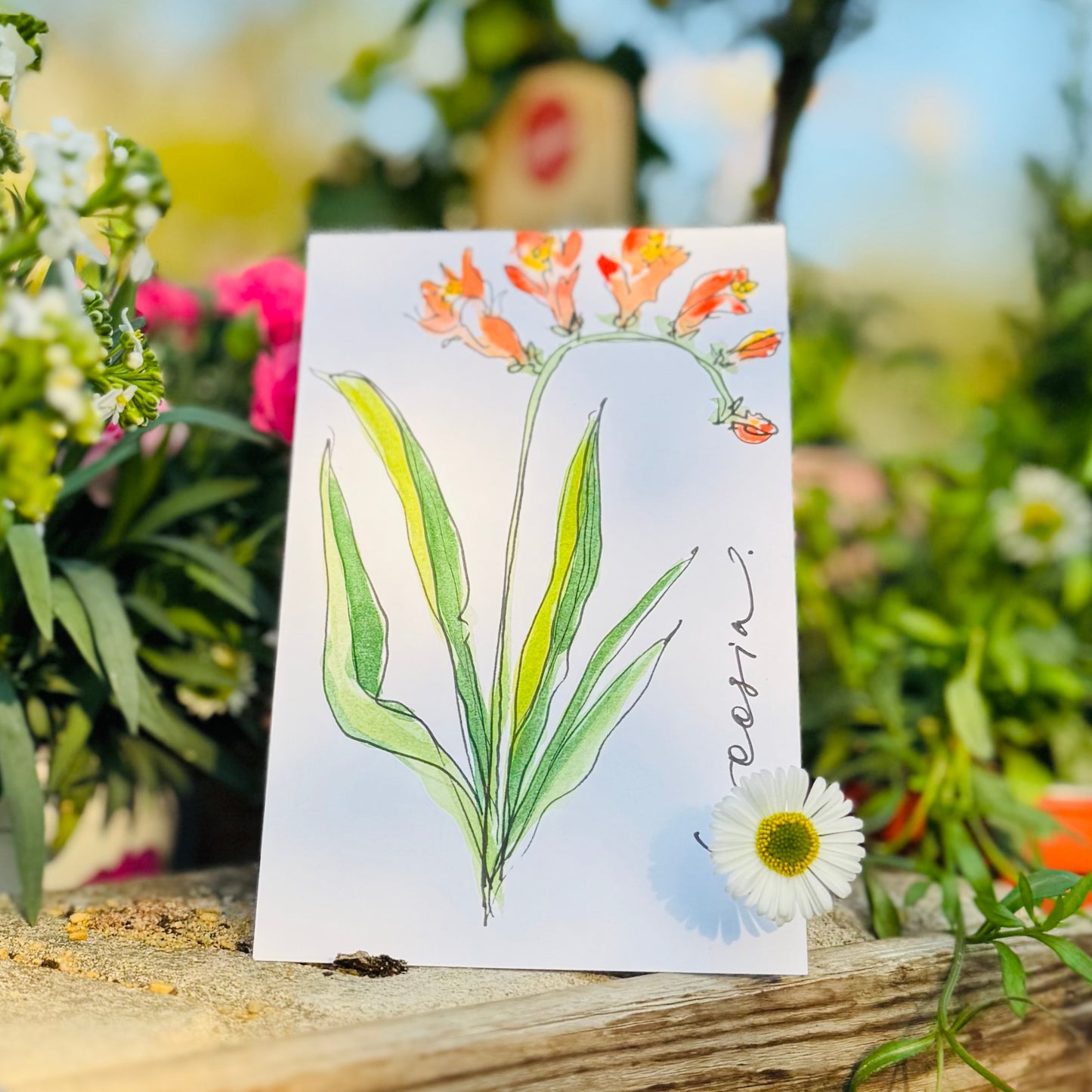 Klappkarte »Freesia«