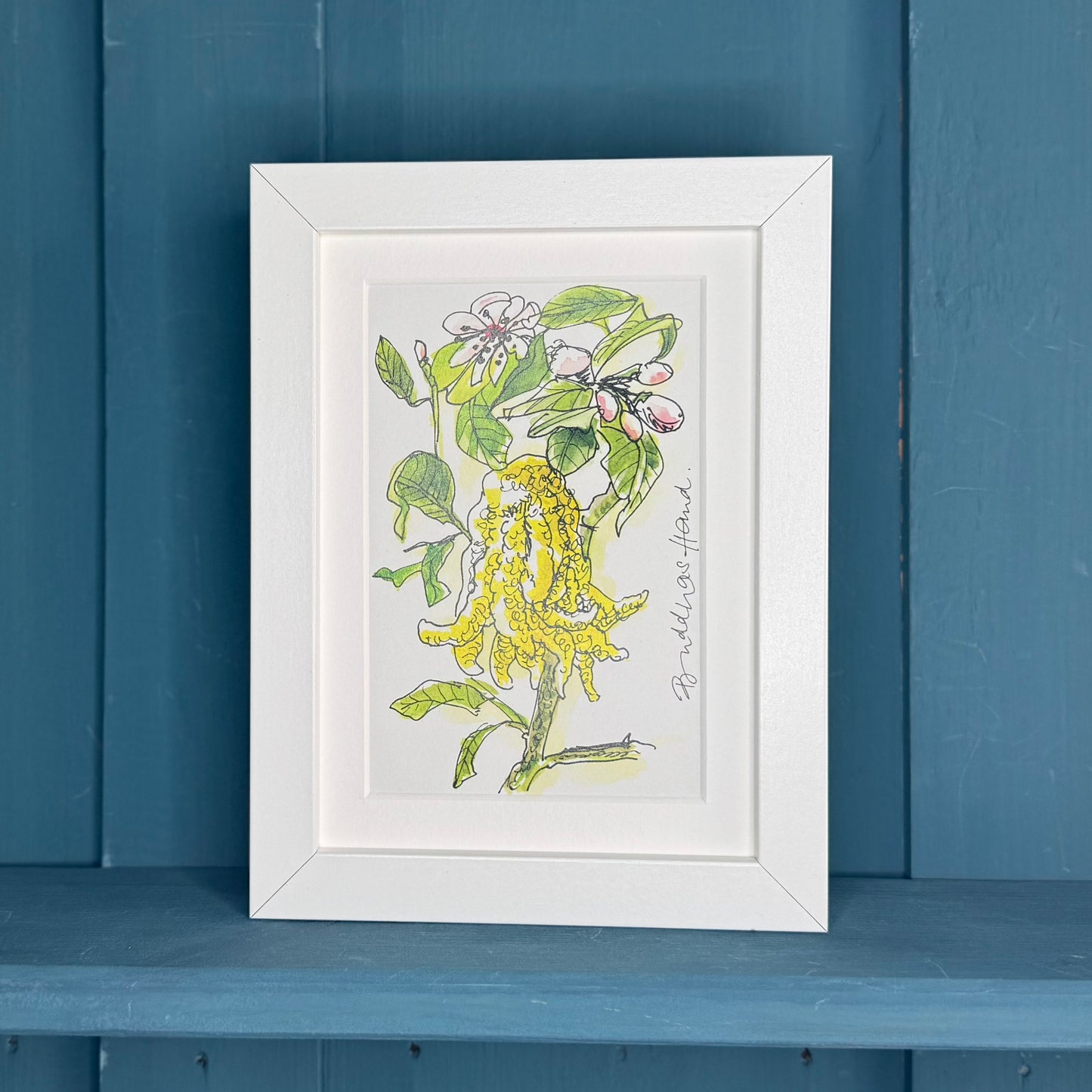 Postkarte botanische Illustration »Buddahs Hand«