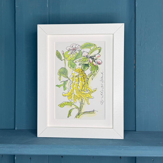 Postkarte botanische Illustration »Buddahs Hand«