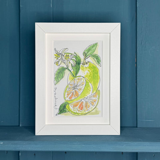 Postkarte botanische Illustration »Pompelo«