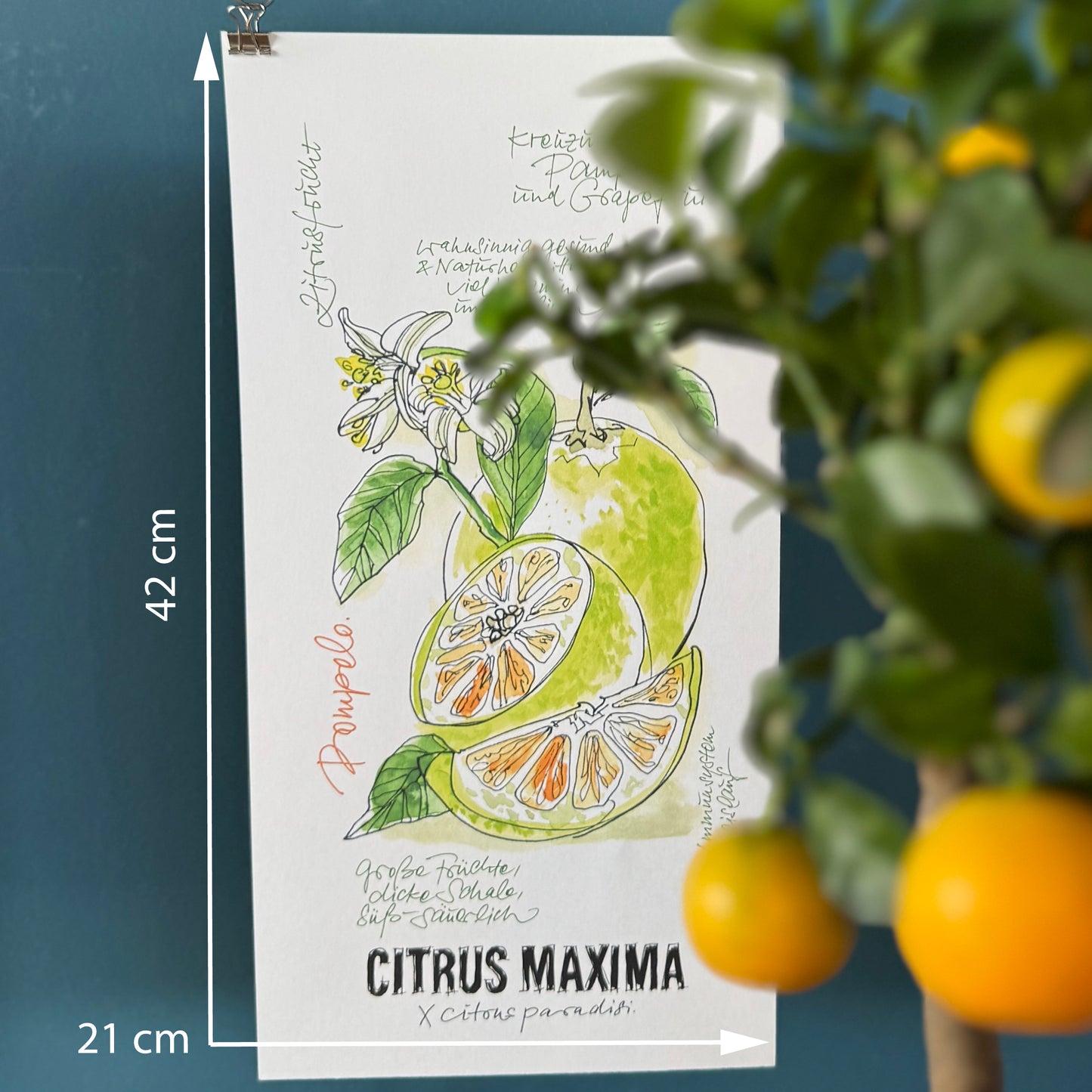 FineArtPrint-Pomelo-Illustration-Claus-Dorsch-Format-klein