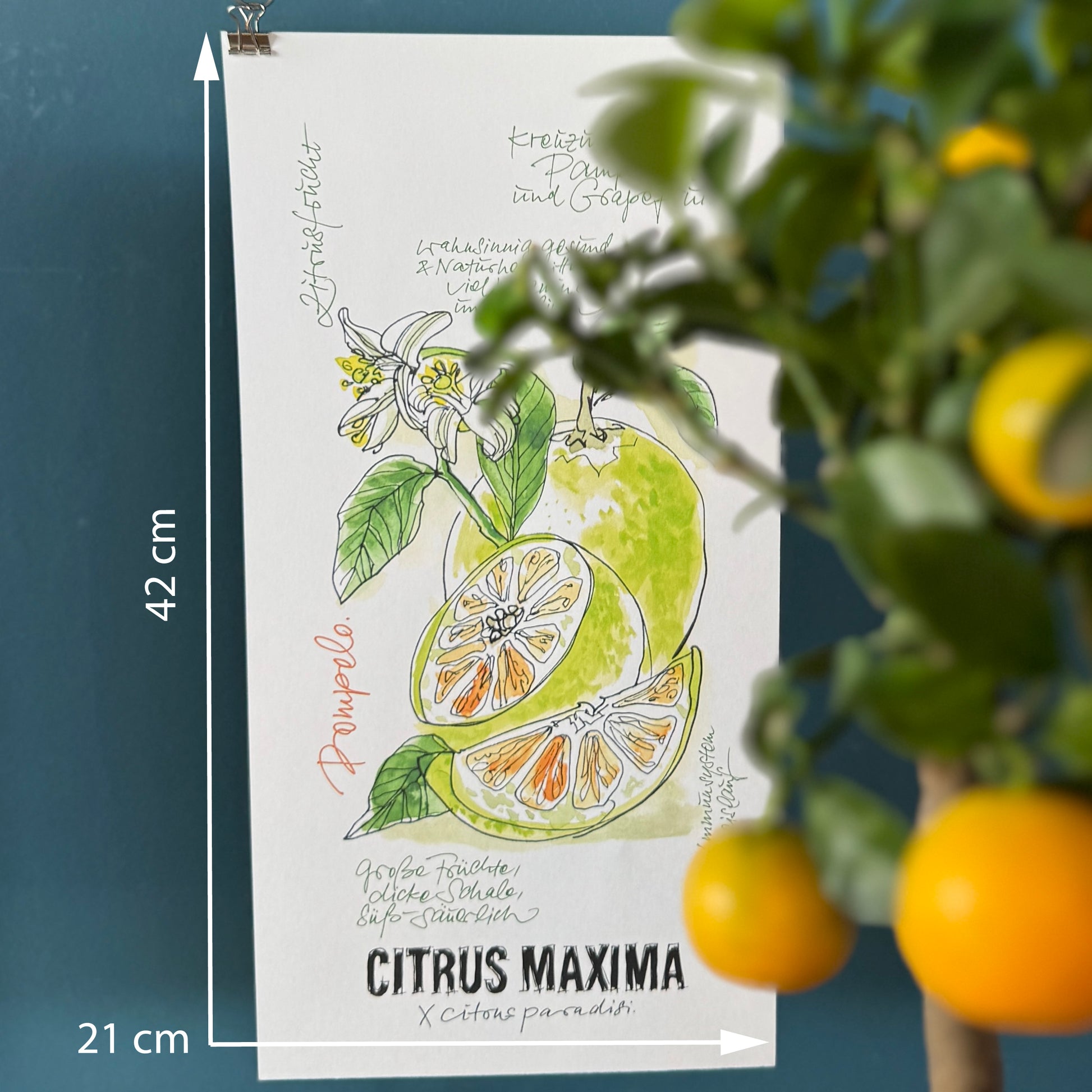 FineArtPrint-Pomelo-Illustration-Claus-Dorsch-Format-klein