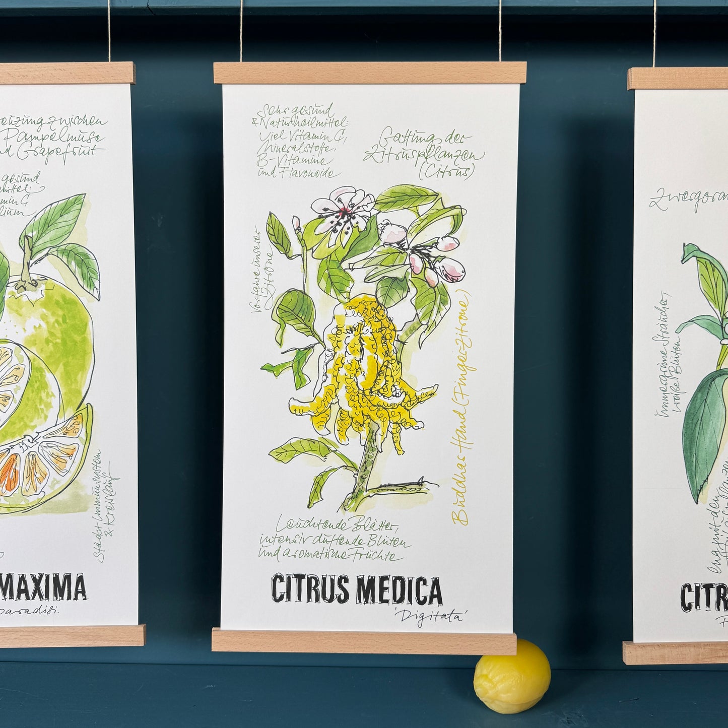 Citrus De Luxe »Buddahs Hand«