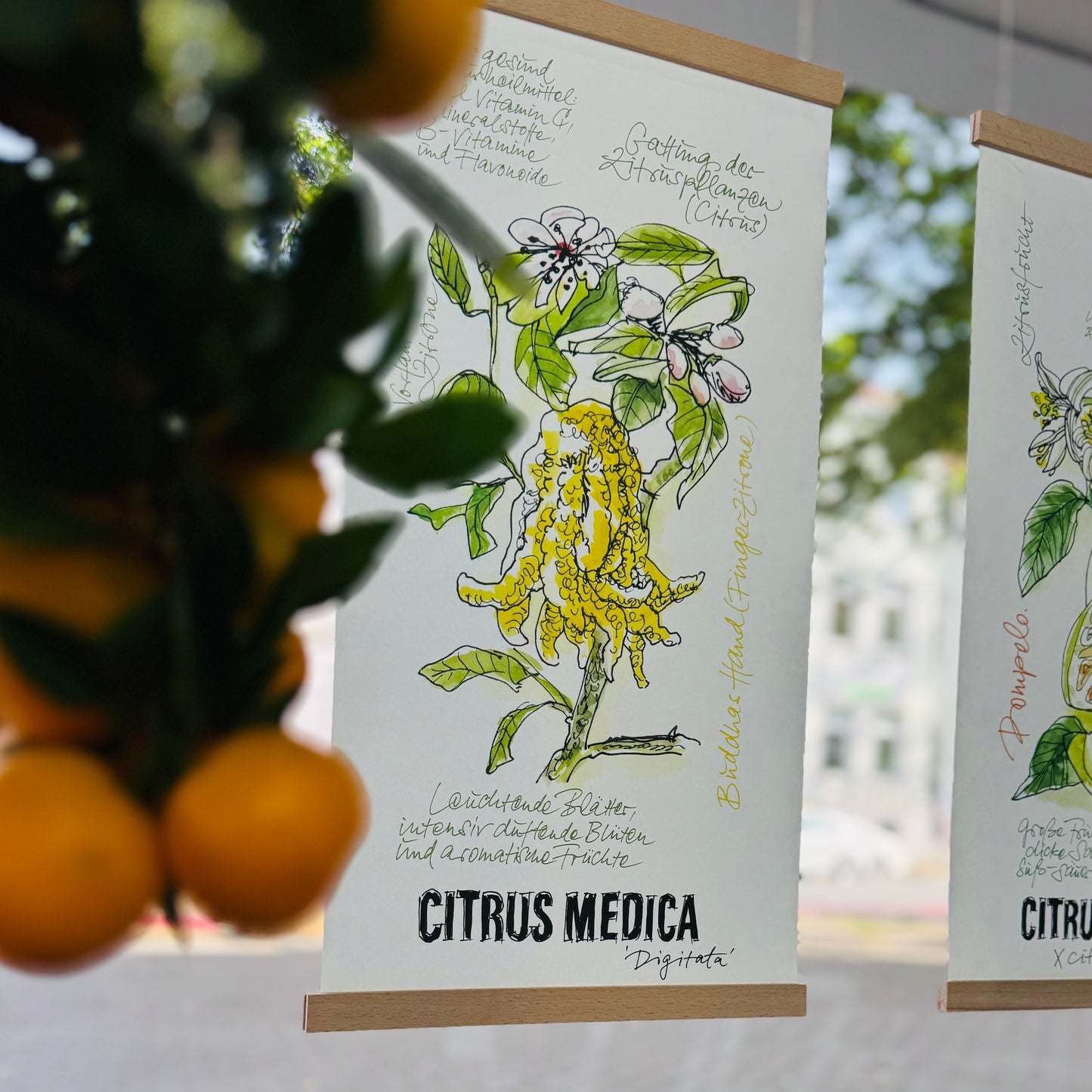 Citrus De Luxe »Buddahs Hand«