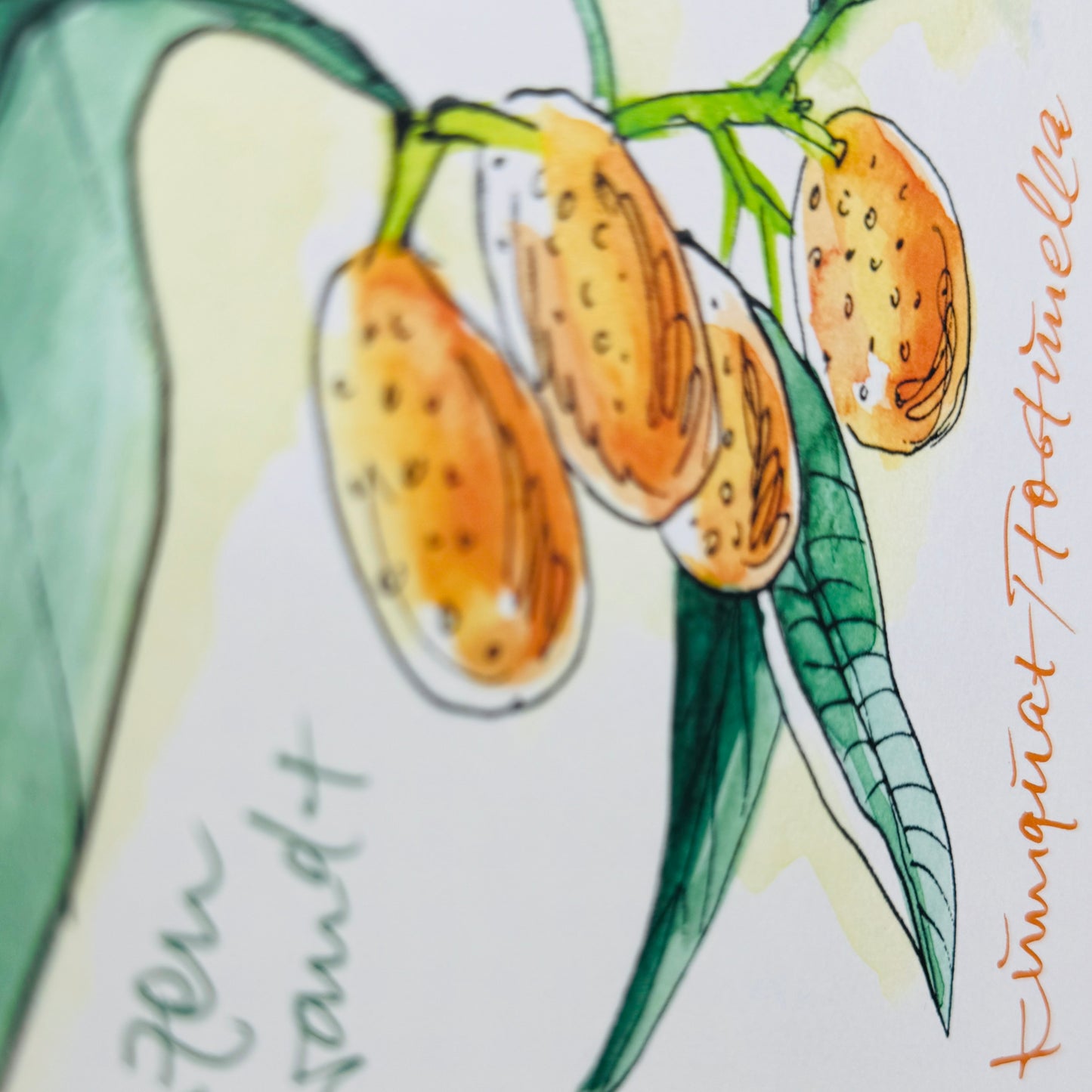 XL Postkarte Kumquat