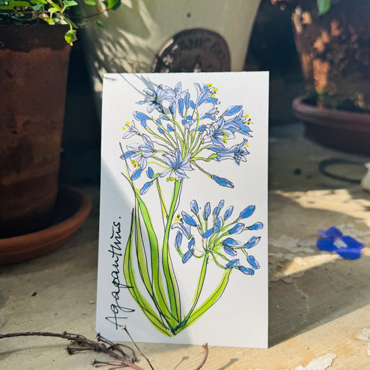 Klappkarte »Apaganthus«