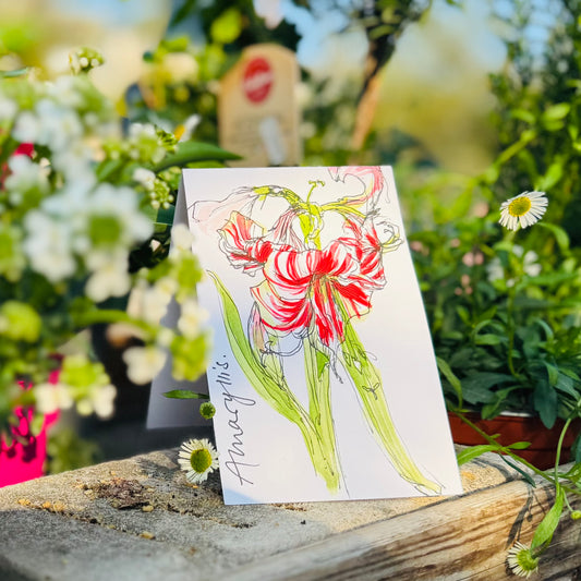 Klappkarte  »Amaryllis«