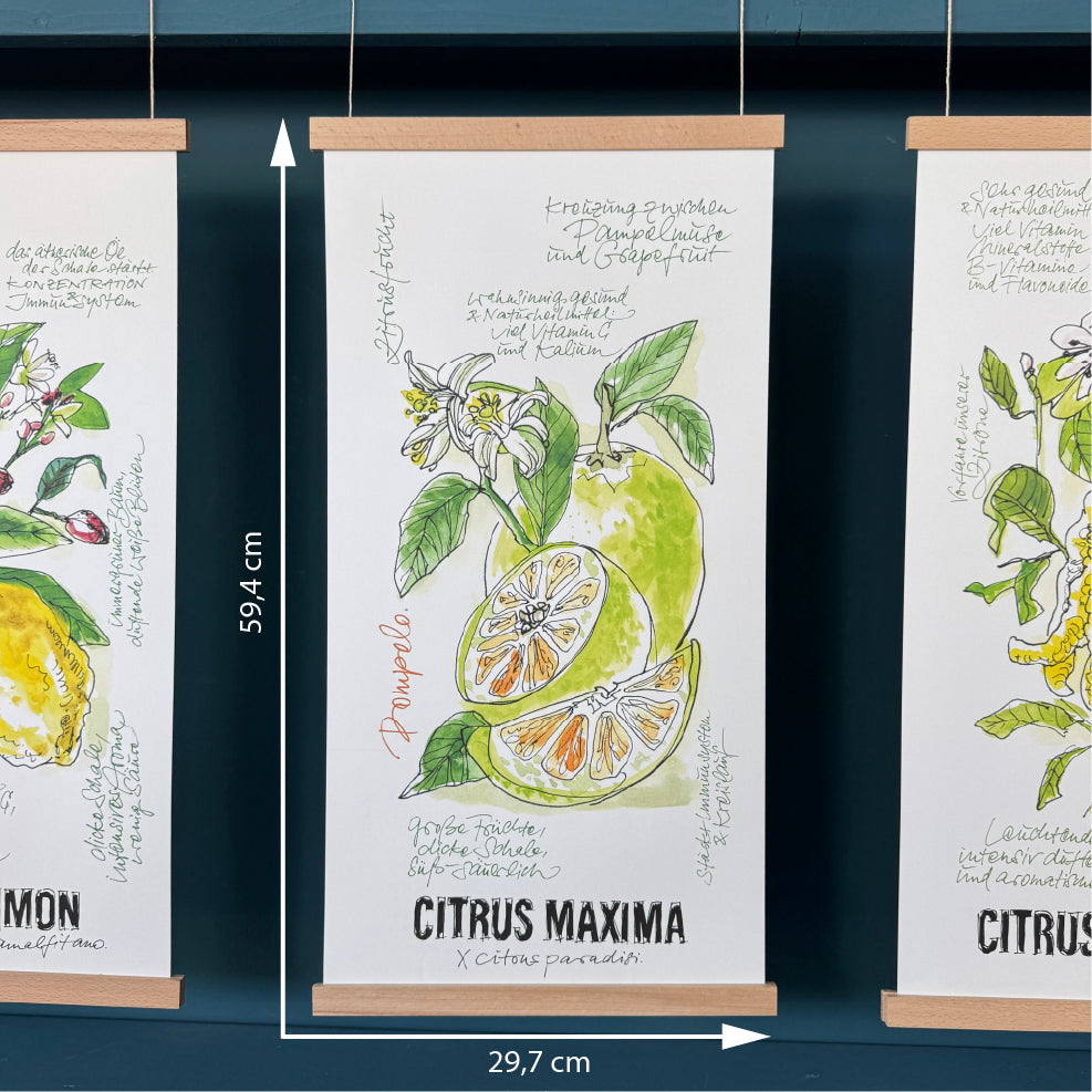 FineArtPrint-Pomelo-Illustration-Claus-Dorsch-Format-groß