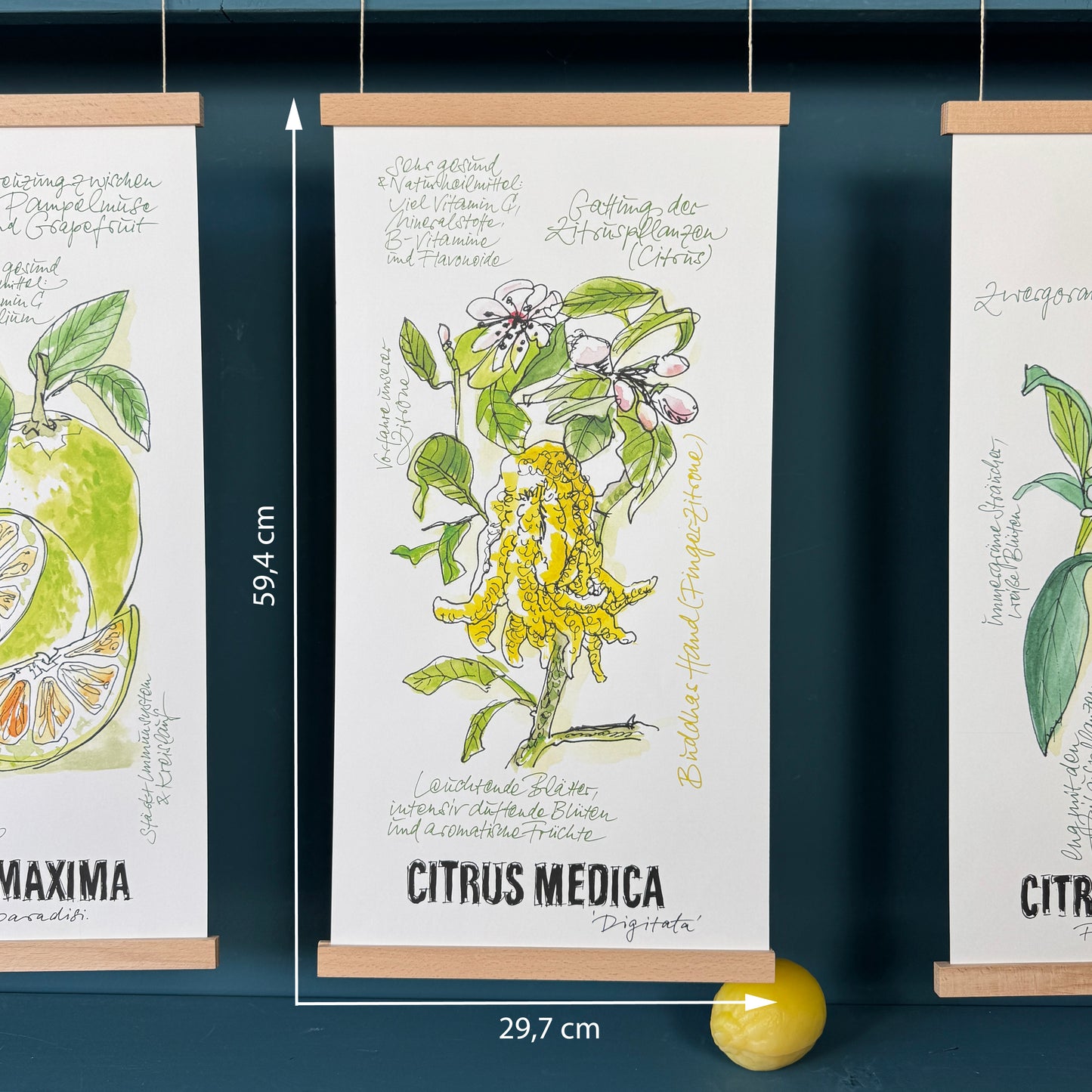 Citrus De Luxe »Buddahs Hand«