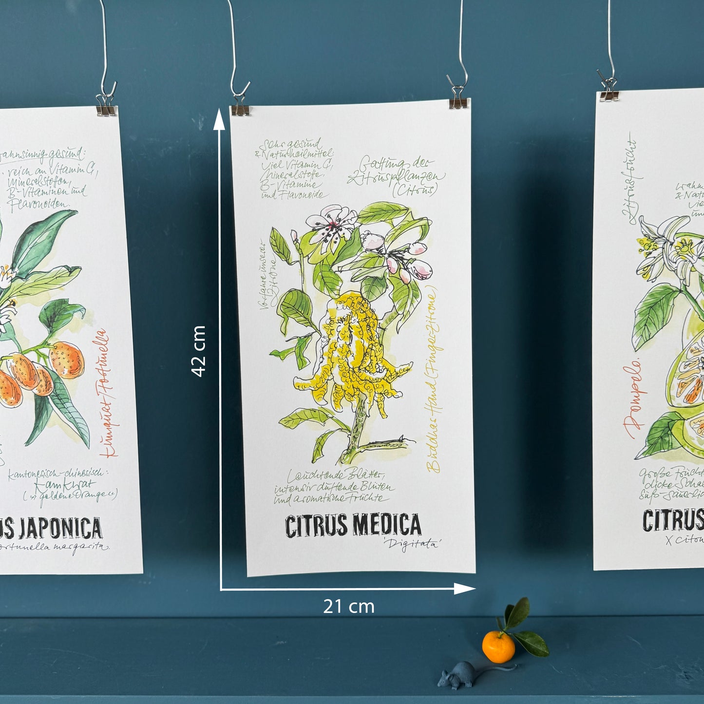 Citrus De Luxe »Buddahs Hand«